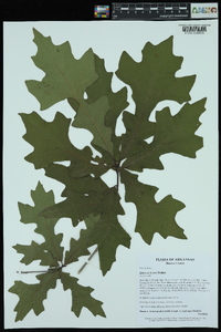 Quercus lyrata image