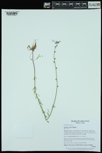 Nuttallanthus texanus image