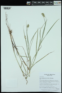 Carex tribuloides var. sangamonensis image