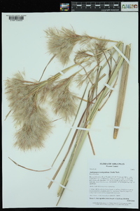 Andropogon glomeratus var. pumilus image