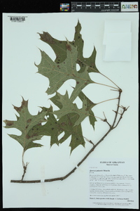 Quercus palustris image