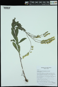 Solidago nemoralis subsp. nemoralis image