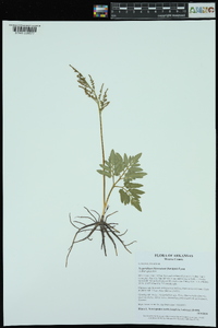 Sceptridium biternatum image