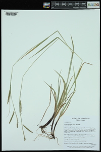 Carex oxylepis image