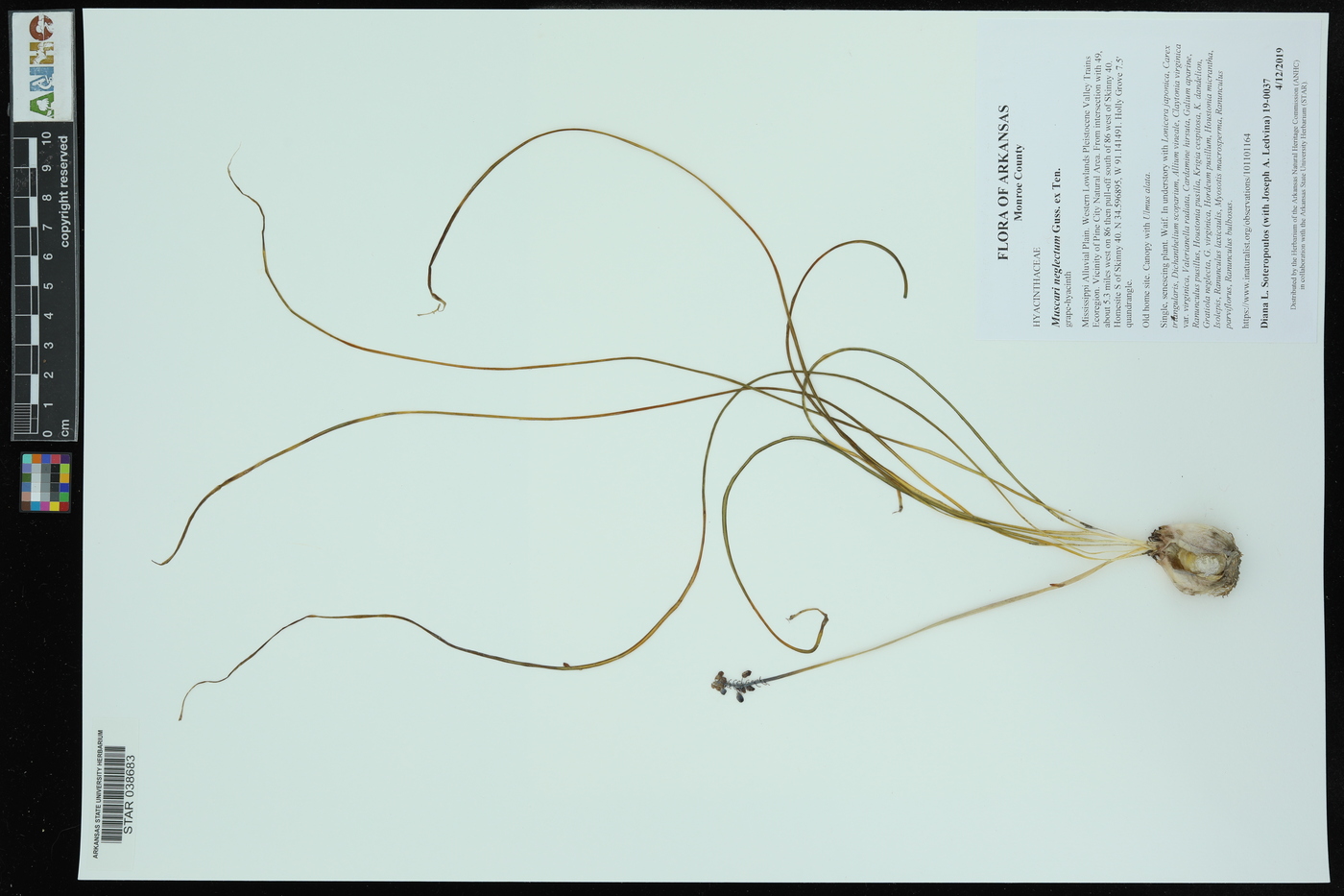 Muscari neglectum image