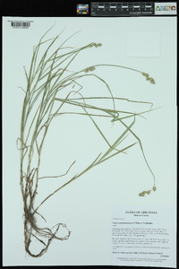 Carex tribuloides var. sangamonensis image