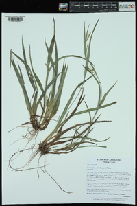 Carex glaucodea image