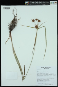 Cyperus echinatus image