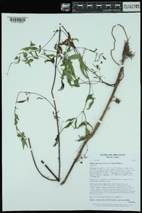 Bidens discoidea image