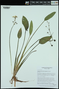 Sagittaria platyphylla image