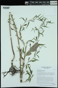 Ludwigia decurrens image