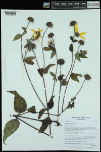 Helianthus strumosus image