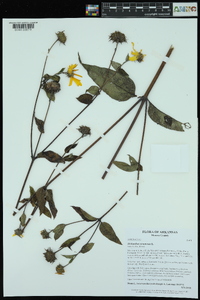 Helianthus strumosus image