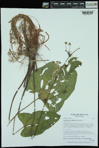 Echinodorus cordifolius image