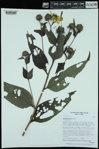 Helianthus tuberosus image