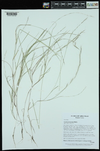 Aristida dichotoma image