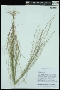 Aristida longespica image