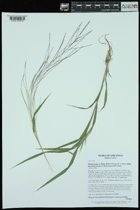 Leptochloa panicea subsp. brachiata image