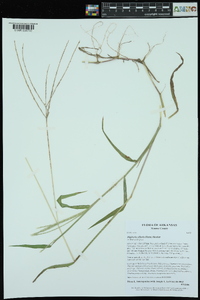 Digitaria ciliaris image