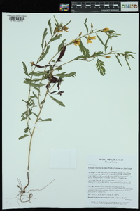 Chamaecrista fasciculata var. fasciculata image