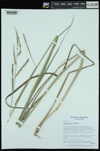 Paspalum floridanum image