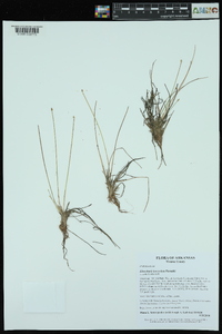 Eleocharis lanceolata image