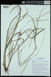 Paspalum setaceum var. muhlenbergii image