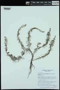 Myriophyllum pinnatum image