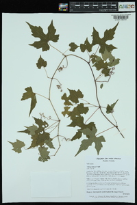 Vitis palmata image