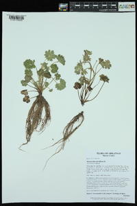 Ranunculus parviflorus image