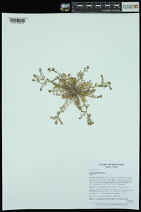 Lepidium didymum image