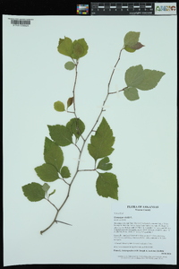 Crataegus viridis image