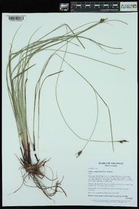 Carex complanata image