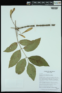 Fraxinus profunda image