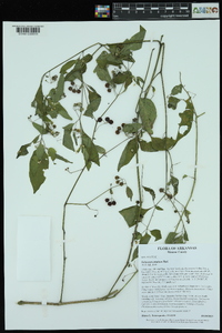 Solanum emulans image