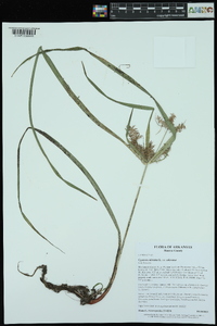 Cyperus odoratus var. odoratus image