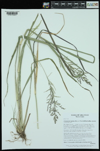 Coleataenia rigidula subsp. rigidula image