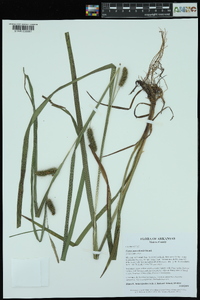 Carex aureolensis image