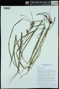 Carex aureolensis image