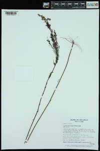 Agalinis fasciculata image