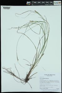 Carex caroliniana image