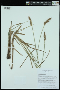 Carex triangularis image