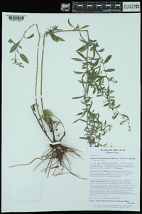 Symphyotrichum pilosum var. pilosum image