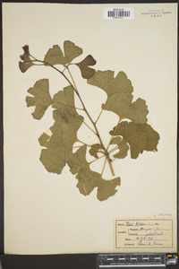 Ginkgo biloba image