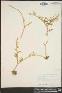 Lycopodium cernuum image