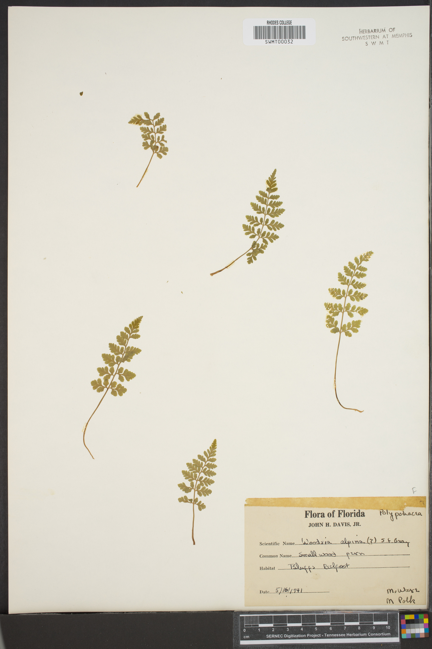 Woodsia alpina image