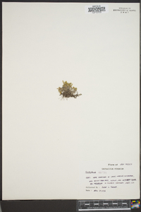 Selaginella wrightii image