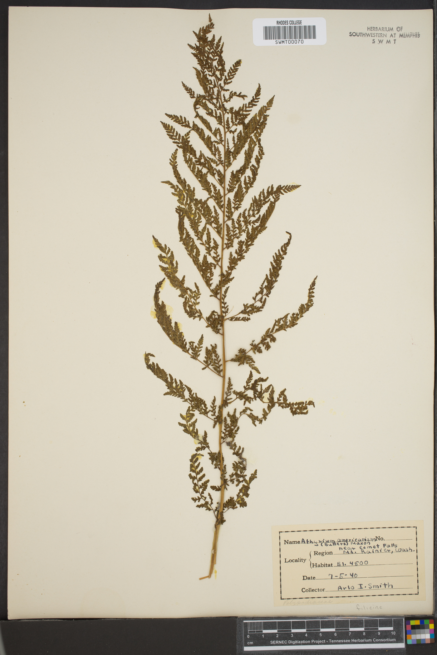 Athyrium americanum image