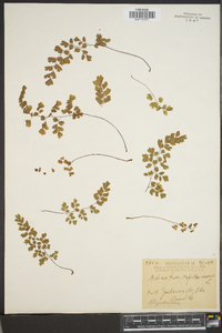 Adiantum capillus-veneris image