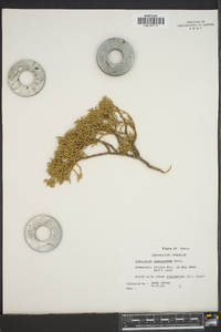 Juniperus monosperma image